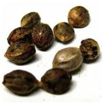 Семена марихуаны АК-47  (Seeds AK-47) в Слободском